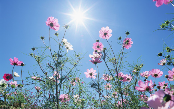 1440x900_Blue_Sky_Flowers_HM031_350A