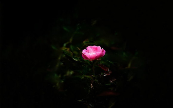 0824FlowerInDark