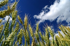 wheat_2