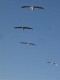 Thumbs/tn_Dsc07479.jpg